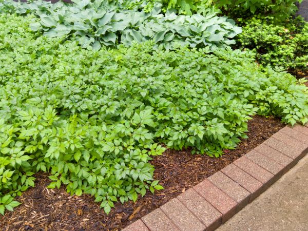 Brick Border Installation in Arlington